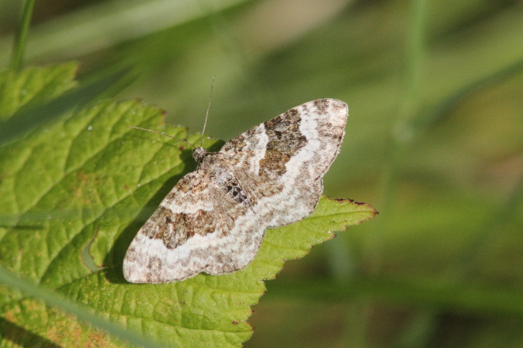 Epirrhoe alternata (Common Carpet).JPG